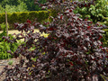 Corylus Red Majestic IMG_0824 Leszczyna